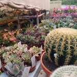 ΦΥΤΩΡΙΟ-ΠΕΡΙΣΤΕΡΙ-ΣΚΑΛΑ-ΛΑΚΩΝΙΑΣ-ΕΜΦΥΤΟ-ΚΟΥΡΛΑ