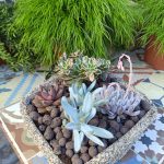 ΦΥΤΩΡΙΟ-ΠΕΡΙΣΤΕΡΙ-ΣΚΑΛΑ-ΛΑΚΩΝΙΑΣ-ΕΜΦΥΤΟ-ΚΟΥΡΛΑ