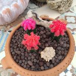 ΦΥΤΩΡΙΟ-ΠΕΡΙΣΤΕΡΙ-ΣΚΑΛΑ-ΛΑΚΩΝΙΑΣ-ΕΜΦΥΤΟ-ΚΟΥΡΛΑ