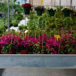 ΦΥΤΩΡΙΟ-ΠΕΡΙΣΤΕΡΙ-ΣΚΑΛΑ-ΛΑΚΩΝΙΑΣ-ΕΜΦΥΤΟ-ΚΟΥΡΛΑ