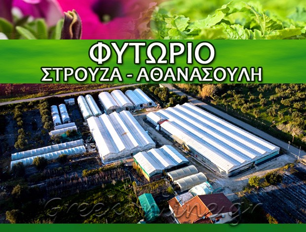 ΦΥΤΩΡΙA ΣΚΟΥΡΟΧΩΡΙ ΗΛΕΙΑΣ “ΦΥΤΩΡΙΟ ΣΤΡΟΥΖΑ – ΑΘΑΝΑΣΟΥΛΗ” ΣΤΡΟΥΖΑ – ΑΘΑΝΑΣΟΥΛΗ ΕΕ
