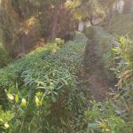 ΚΑΤΑΣΚΕΥΗ-ΚΗΠΩΝ-ΔΙΑΚΟΠΤΟ-ΤΕΧΝΟΚΗΠΟΥΡΙΚΗ-ΑΓΓΕΛΟΠΟΥΛΟΣ