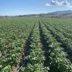 ΕΣΤΙΑΤΟΡΙΟ-ΓΕΝΝΑΔΙ-ΡΟΔΟΣ-ANGELAKI-TAVERNA