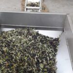 ΕΛΑΙΟΤΡΙΒΕΙΟ ΚΩΜΗ ΜΥΤΙΛΗΝΗΣ ΚΑΛΑΦΑΤΗΣ ΓΙΑΚΑΛΗ ΟΕ (11)