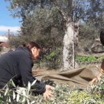 ΕΛΑΙΟΤΡΙΒΕΙΟ ΚΩΜΗ ΜΥΤΙΛΗΝΗΣ ΚΑΛΑΦΑΤΗΣ ΓΙΑΚΑΛΗ ΟΕ (12)