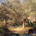 ΕΛΑΙΟΤΡΙΒΕΙΟ ΚΩΜΗ ΜΥΤΙΛΗΝΗΣ ΚΑΛΑΦΑΤΗΣ ΓΙΑΚΑΛΗ ΟΕ (6)