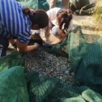 ΕΛΑΙΟΤΡΙΒΕΙΟ ΚΩΜΗ ΜΥΤΙΛΗΝΗΣ ΚΑΛΑΦΑΤΗΣ ΓΙΑΚΑΛΗ ΟΕ (7)