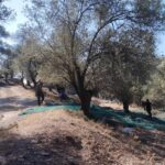 ΕΛΑΙΟΤΡΙΒΕΙΟ ΚΩΜΗ ΜΥΤΙΛΗΝΗΣ ΚΑΛΑΦΑΤΗΣ ΓΙΑΚΑΛΗ ΟΕ (8)
