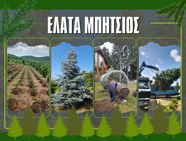 ΦΥΤΩΡΙΟ ΕΛΑΤΩΝ ΤΑΞΙΑΡΧΗΣ ΧΑΛΚΙΔΙΚΗΣ  “ΕΛΑΤΑ ΜΠΗΤΣΙΟΣ”  ΜΠΗΤΣΙΟΣ ΧΡΙΣΤΟΣ