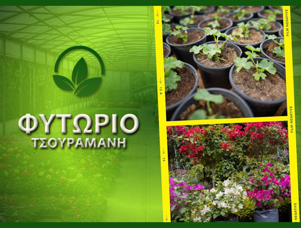 ΦΥΤΩΡΙΟ ΚΟΥΡΟΥΤΑ ΑΜΑΛΙΑΔΟΣ  “ΦΥΤΩΡΙΟ ΤΣΟΥΡΑΜΑΝΗ”  ΤΣΟΥΡΑΜΑΝΗΣ ΙΩΑΝΝΗΣ