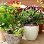 ΦΥΤΩΡΙΟ-ΠΑΛΑΙΑ-ΦΩΚΑΙΑ-ΓΕΩΠΟΝΙΚΗ-ΛΥΣΗ-GREEKONLINE