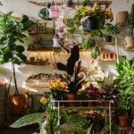 ΦΥΤΩΡΙΟ-ΠΑΛΑΙΑ-ΦΩΚΑΙΑ-ΓΕΩΠΟΝΙΚΗ-ΛΥΣΗ-GREEKONLINE