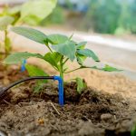 ΦΥΤΩΡΙΟ-ΠΑΛΑΙΑ-ΦΩΚΑΙΑ-ΓΕΩΠΟΝΙΚΗ-ΛΥΣΗ-GREEKONLINE