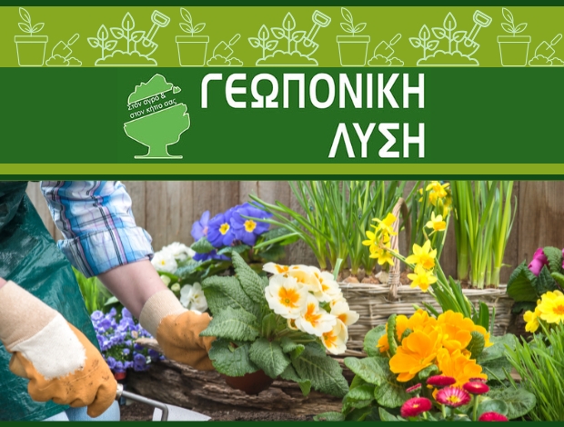 ΦΥΤΩΡΙΟ ΠΑΛΑΙΑ ΦΩΚΑΙΑ  “ΓΕΩΠΟΝΙΚΗ ΛΥΣΗ”