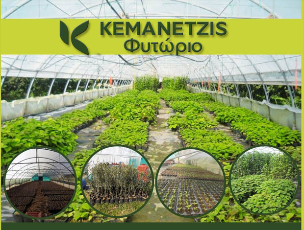 ΦΥΤΑ – ΦΥΤΩΡΙΟ ΑΚΤΙΝΙΔΙΑΣ  ΣΦΕΝΔΑΜΗ ΠΙΕΡΙΑΣ  “ΦΥΤΩΡΙΟ ΚΕΜΑΝΕΤΖΗΣ”  ΚΕΜΑΝΕΤΖΗΣ ΧΡΗΣΤΟΣ