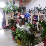 Anthopoleio-Skala-Patmou-Althaia-Greekonline-(2)