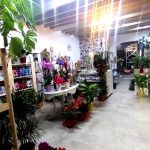 Anthopoleio-Skala-Patmou-Althaia-Greekonline-(3)