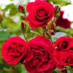 Anthopoleio-Skala-Patmou-Althaia-Greekonline-(6)