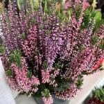 Anthopoleio-Vathy-Samos-Ortansias-Creations-Roussou-Greekonline-3