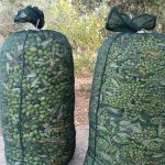 Elaiotriveio-Karlovasi-Samos-Theorema-Olive-Oil-Valsamidi-(14)