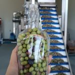 Elaiotriveio-Karlovasi-Samos-Theorema-Olive-Oil-Valsamidi-(15)