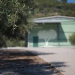 Elaiotriveio-Karlovasi-Samos-Theorema-Olive-Oil-Valsamidi-(2)