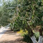 Elaiotriveio-Karlovasi-Samos-Theorema-Olive-Oil-Valsamidi-(30)