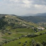 Elaiotriveio-Koumaris-Achaias-Eleofillo-Aggelakopoulos (10)