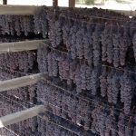Elaiotriveio-Koumaris-Achaias-Eleofillo-Aggelakopoulos (11)