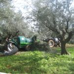 Elaiotriveio-Koumaris-Achaias-Eleofillo-Aggelakopoulos (19)
