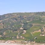 Elaiotriveio-Koumaris-Achaias-Eleofillo-Aggelakopoulos (20)