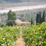 Elaiotriveio-Koumaris-Achaias-Eleofillo-Aggelakopoulos (4)