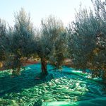 Elaiotriveio-Platanovrysi-Achaias-Kalentzotis (18)