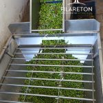 Elaiotriveio-Promyri-Piliou-Filareton-Olive-oil-3