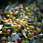 Emporio-Elaion-Pentalofos-Kousoulas-Greekonline-1