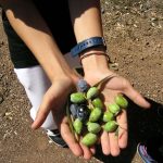 Agrotikos-Elaiokomikos-Synetairismos-Sternas-Messinias-(16)