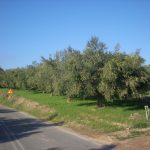 Agrotikos-Elaiokomikos-Synetairismos-Sternas-Messinias-(2)