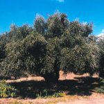 Agrotikos-Elaiourgikos-Synetairismos-Krokeon-Lakonias-(7)