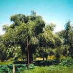Agrotikos-Elaiourgikos-Synetairismos-Krokeon-Lakonias-(8)
