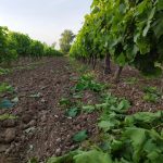 Agrotikos-Synetairismos-Erythron-Attikis-9