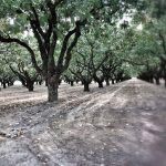 Agrotikos-Synetairismos-Fistikoparagogon-Makris-Fthiotidas-11