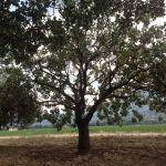 Agrotikos-Synetairismos-Fistikoparagogon-Makris-Fthiotidas-12