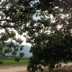 Agrotikos-Synetairismos-Fistikoparagogon-Makris-Fthiotidas-13