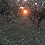 Agrotikos-Synetairismos-Fistikoparagogon-Makris-Fthiotidas-15
