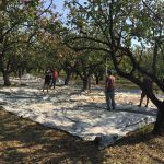 Agrotikos-Synetairismos-Fistikoparagogon-Makris-Fthiotidas-16
