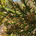 Agrotikos-Synetairismos-Fistikoparagogon-Makris-Fthiotidas-20