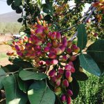 Agrotikos-Synetairismos-Fistikoparagogon-Makris-Fthiotidas-4