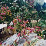 Agrotikos-Synetairismos-Fistikoparagogon-Makris-Fthiotidas-5