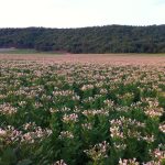 Agrotikos-Synetairismos-Kapnoparagogon-Katerinis-As-Sampsous-n(11)