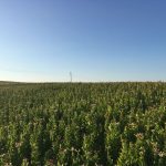 Agrotikos-Synetairismos-Kapnoparagogon-Katerinis-As-Sampsous-n(13)